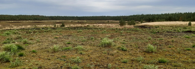 Entinen turvetuotantoalueelta, jossa kasvipeitettä.