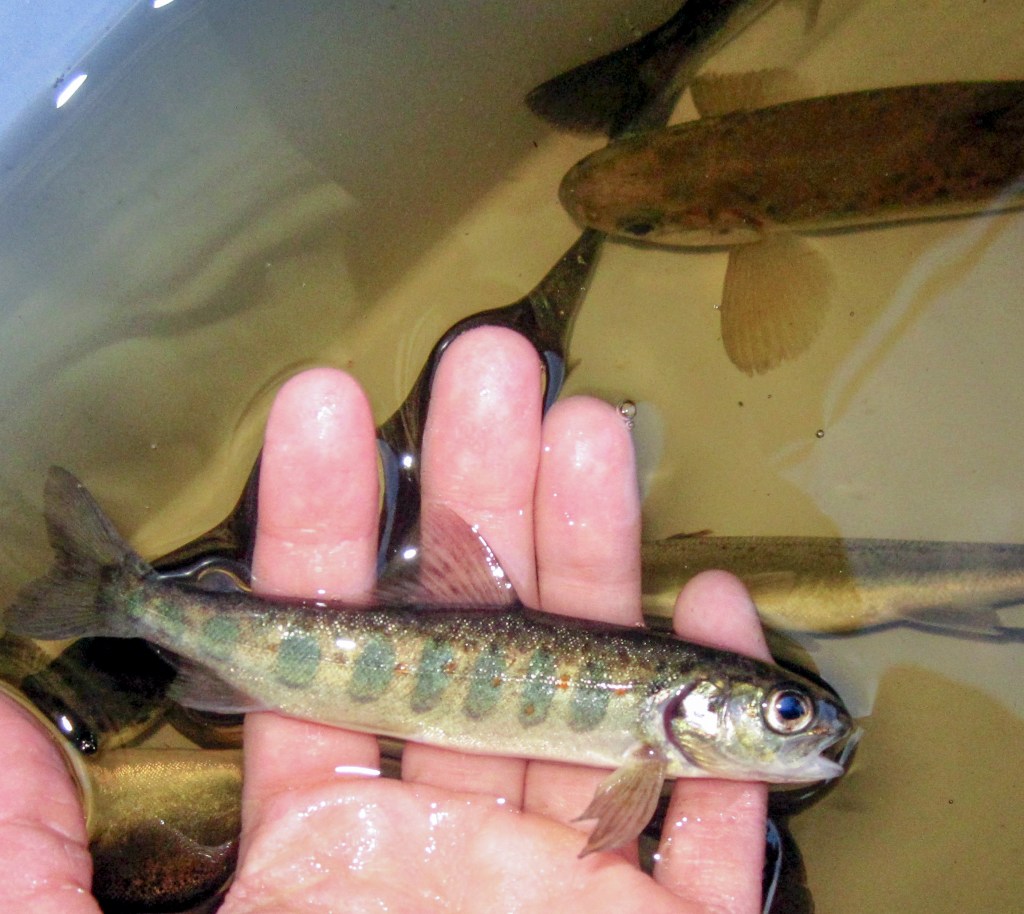 Vedestä käteen nostettu lohenpoikanen.