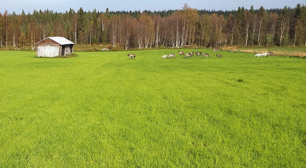 Peltomaisemassa lato ja eläimiä.