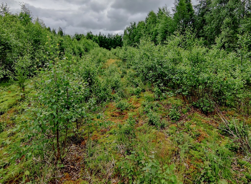 Viljelemätöntä peltoa.