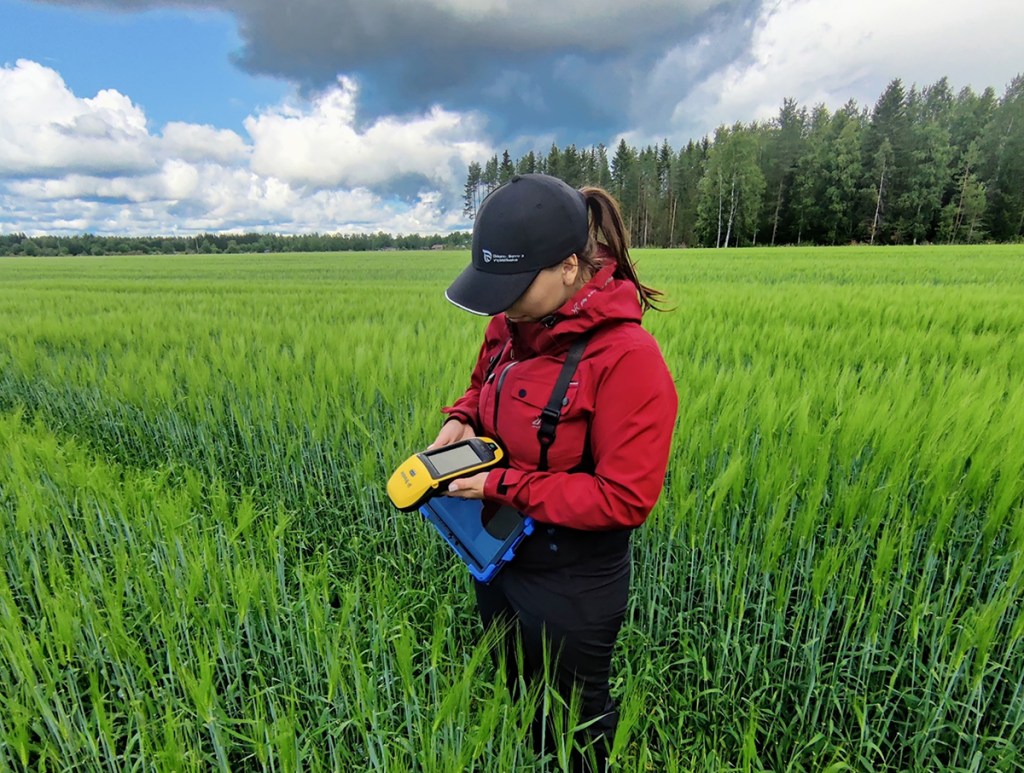 ELY-keskuksen peltotukivalvoja työssään viljelyksen keskellä.