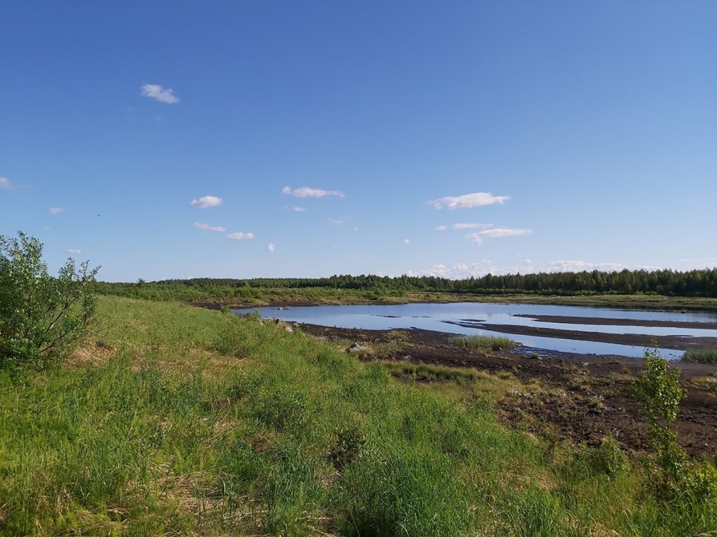 Kasvillisuutta ja vettä entisellä turvetuotantoalueella.