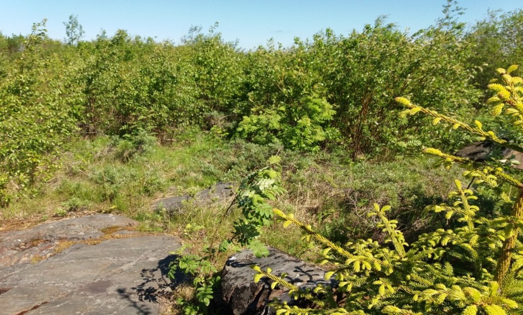 Pensaiden peittämää kalliota.