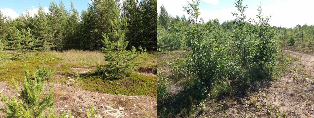 Pensoittunutta maastoa.