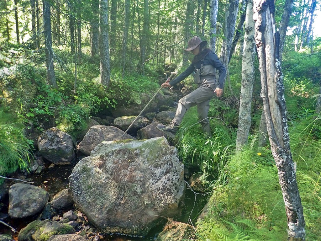 Nainen ylittää metsäisen purouoman  isojen kivien päältä.