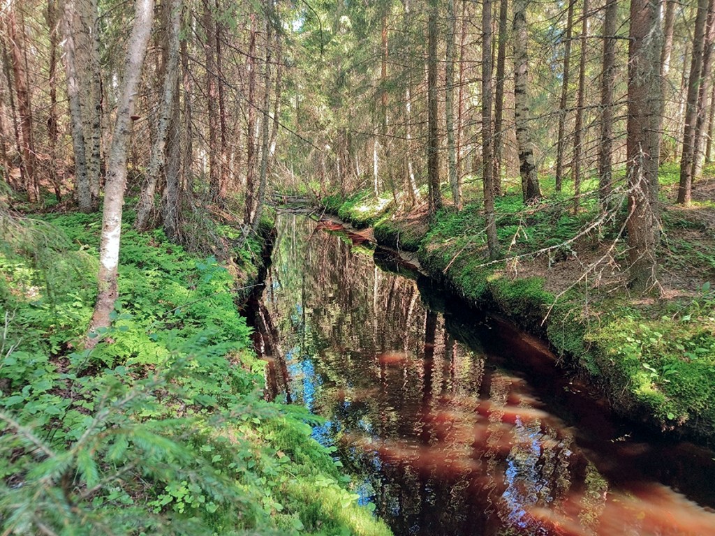 Suora purouoma metsässä.